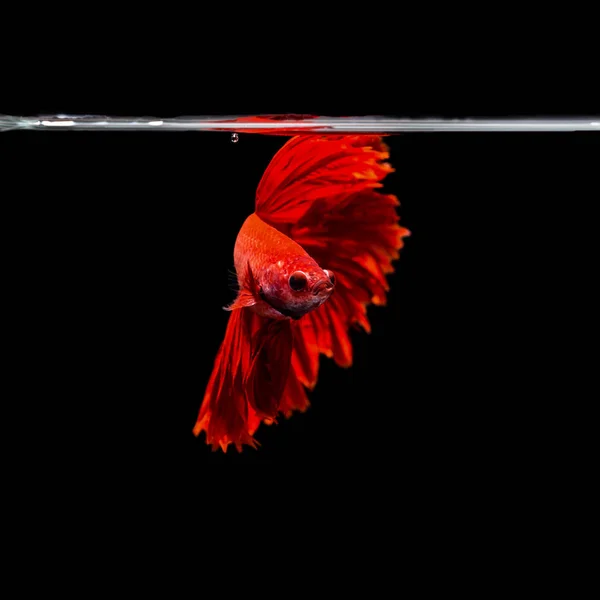 Primer Plano Fondo Animal Acuario Lucha Betta Peces — Foto de Stock