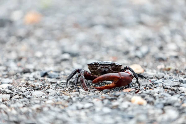 Alan yengeç siyah renk doğa yere