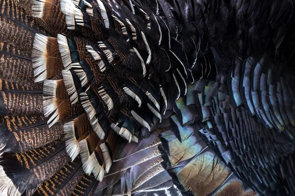 Asya hayvan Türkiye çayır içinde ev üzerinde Kapat