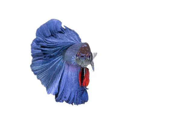 Primer Plano Fondo Animal Acuario Lucha Betta Peces Color Azul — Foto de Stock