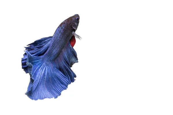 Primer Plano Fondo Animal Acuario Lucha Betta Peces Color Azul — Foto de Stock