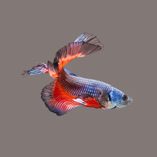 Закрыть Задний План Аквариум Животных Красный Синий Бои Betta Рыбы — стоковое фото