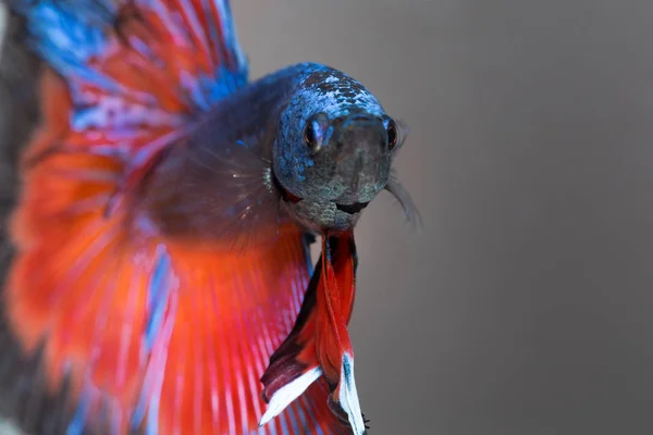 Primer Plano Fondo Animal Acuario Rojo Azul Lucha Betta Peces — Foto de Stock