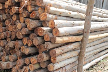 Okaliptüs ahşap yapımında kullanılır