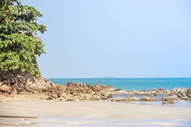 arka plan resimleri ile ağaçlar ve deniz kumlu plajları