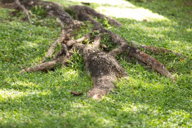 ağaç kök güneş altında çim kaplı