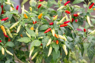 Asya Tay biber ağacı agriculteral. Kırmızı biber organik gıda ev