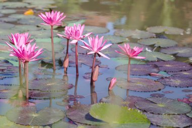 Güzel Nilüfer lotus çiçek pembe renk. Lotus çiçek bitki