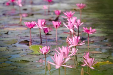 Güzel Nilüfer lotus çiçek pembe renk. Lotus çiçek bitki
