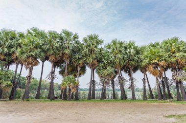 Asya Palmyra palm, şeker palmiye ağaçları, yatay