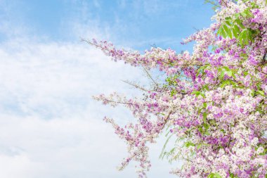 Mor çiçekler, güzel Lagerstroemia speciosa çiçek doğa bahçesinde