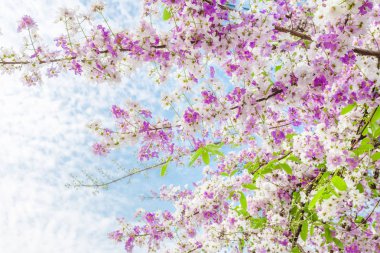 Mor çiçekler, güzel Lagerstroemia speciosa çiçek doğa bahçesinde