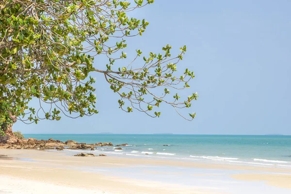 arka plan resimleri ile ağaçlar ve deniz kumlu plajları