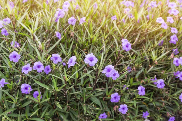 Ruellia Tuberosa Purple Flower Planted Garden — Stock Photo, Image