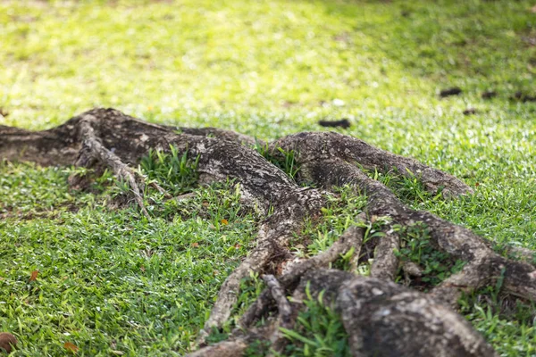 ağaç kök güneş altında çim kaplı