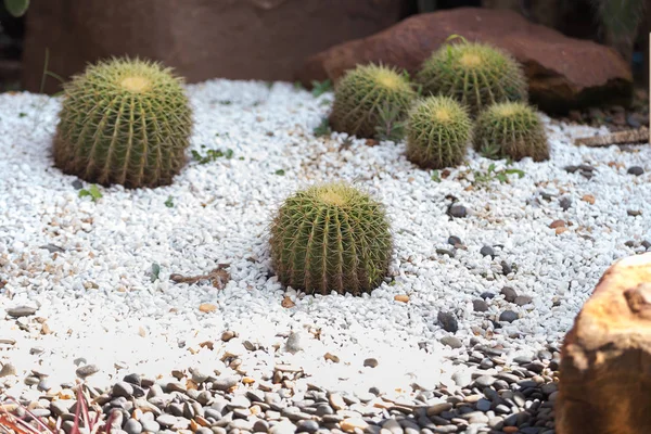 Bahçede süslenmiş büyük kaktüs.