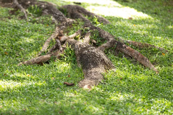 ağaç kök güneş altında çim kaplı