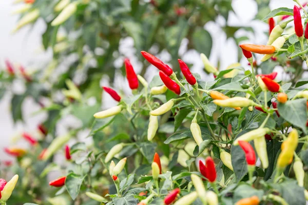 Asya Tay biber ağacı agriculteral. Kırmızı biber organik gıda ev
