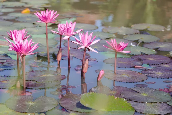 Güzel Nilüfer lotus çiçek pembe renk. Lotus çiçek bitki