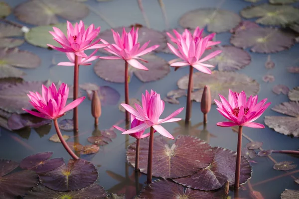 Zbliżenie Piękna Lilia Wodna Lotosu Kwiat Różowy Kolor Lotus Flower — Zdjęcie stockowe