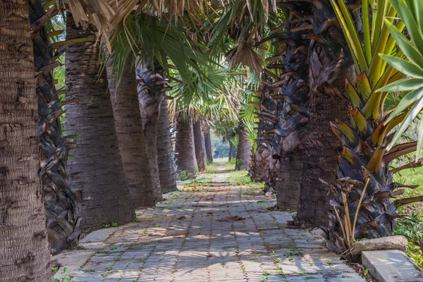 Asya Palmyra palm, şeker palmiye ağaçları, yatay