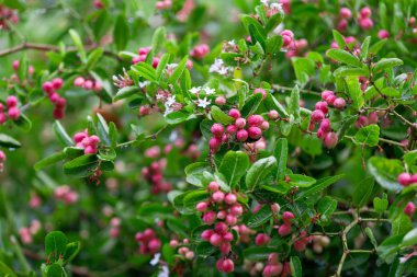 Carissa carandas L, kırmızı meyve herb'ün ağaç veya Bengal kuş üzümü