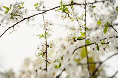 Çiçek açan ağaç. Yağmurdan sonra kiraz çiçeği açar