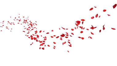 Red rose petals floating in curve flow path on a white background clipart