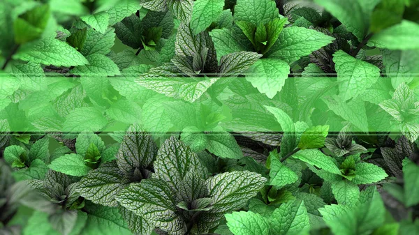 緑と緑のトーンの背景テンプレートコピースペース付きのミントの葉 3Dイラスト — ストック写真