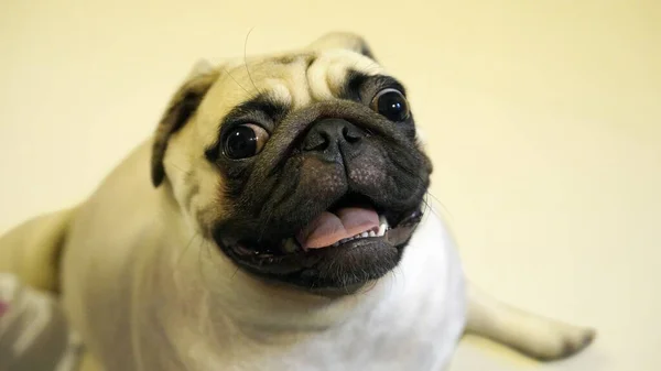 Pug dog with funny expression on face. Shallow depth of field. Pug dog portrait. Cute White Pug with begging face. Close up of Hungry Pug Dog with worried face. Animal pet concept. White Pug dog with hungry face. Selective focus.