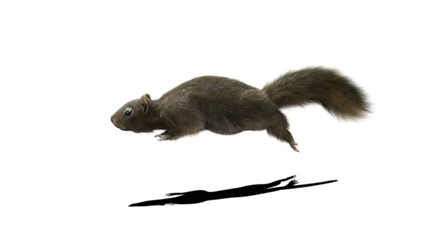 Render Squirrel Tüylü Kürklü Zıplamalı Beyaz Arka Planda Kırpma Yolu — Stok fotoğraf