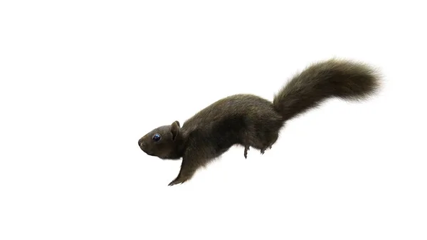 Render Squirrel Tüylü Kürklü Zıplamalı Beyaz Arka Planda Kırpma Yolu — Stok fotoğraf