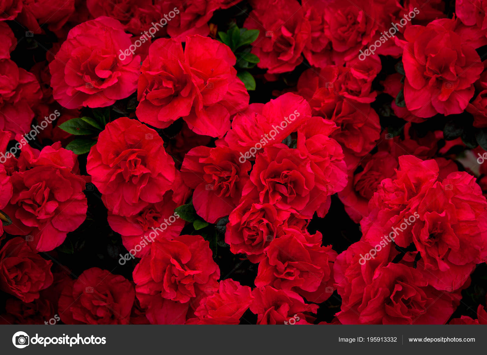 赤い花が咲くの美しいカーペット 壁紙や Web バナーのテクスチャです 満開のツツジをクローズ アップ ストック写真 C Tania Wild