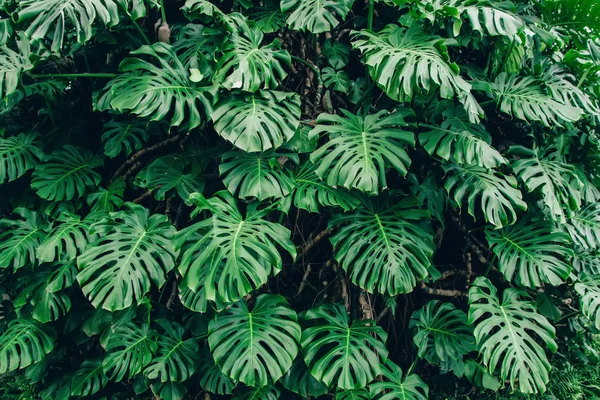 龟背竹蔓植物的绿叶 热带森林植物 常青藤的抽象背景 — 图库照片