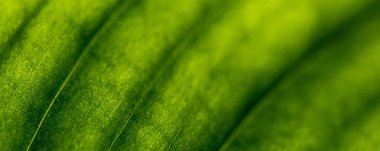 Closeup arka plan yeşil yaprak gelen güneş ışığı. Zengin, güzel telefon veya masaüstü duvar kağıtları için doku. Sakin doğal ruh.