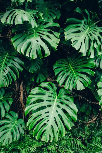 龟背竹蔓植物的绿叶 热带森林植物 常青藤的抽象背景 — 图库照片