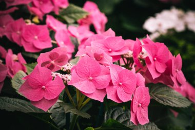 Pembe çiçek açan çiçekler güzel halı. Doku duvar kağıdı veya web afiş için. Çiçek açması ortanca yakın.