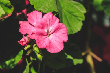 Pembe çiçek açan çiçekler güzel halı. Doku duvar kağıdı veya web afiş için. Sardunya çiçek açması yakın çekim.