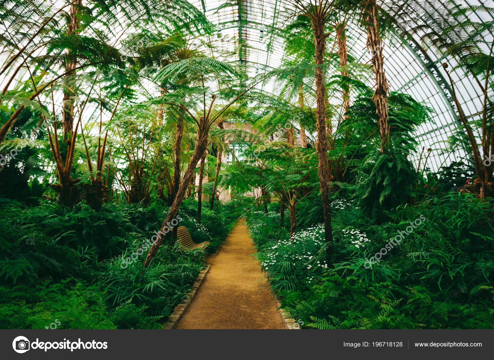 Beautiful Greenhouse Full Green Fresh Plants Ferns — Stock Photo