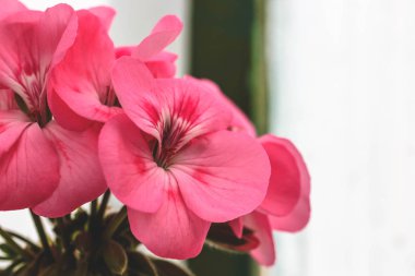 Pembe çiçek açan çiçekler güzel halı. Doku duvar kağıdı veya web afiş için. Sardunya çiçek açması yakın çekim.