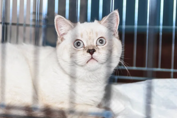 Belo Gato Escocês Puro Gaiola Exposição — Fotografia de Stock