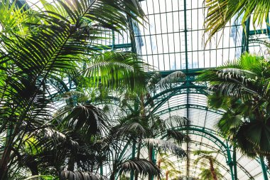 Güzel sera Yeşil taze bitkiler ve ferns dolu