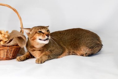Chausie, beyaz arka plan üzerinde abyssinian kedi