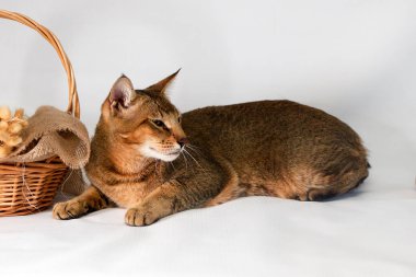 Chausie, beyaz arka plan üzerinde abyssinian kedi