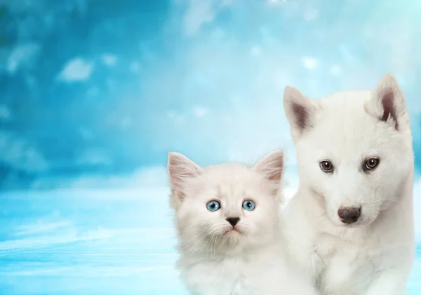 Cat and dog together , neva masquerade kitty, siberian husky puppy look straight forward on blue snowy background