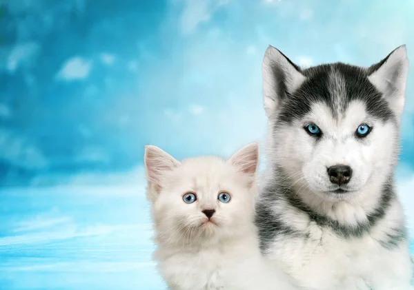 Gato y perro juntos, neva gatito mascarada, cachorro husky siberiano mirar hacia adelante en fondo azul nevado — Foto de Stock