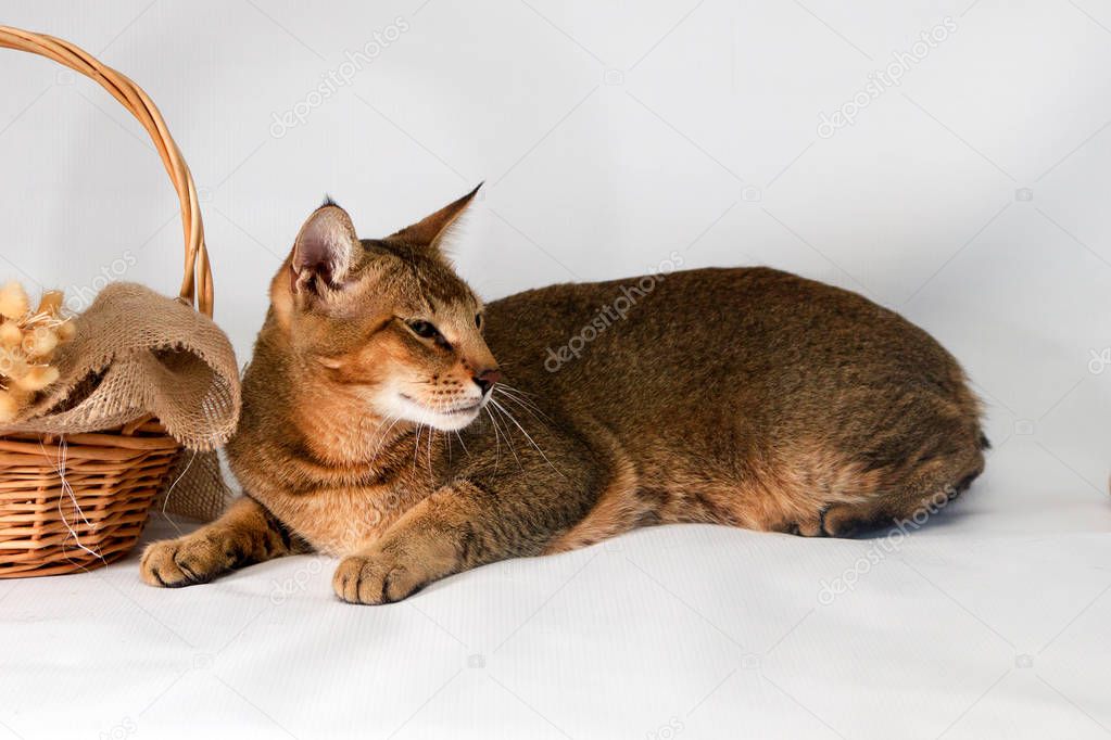 Chausie, abyssinian cat on white background