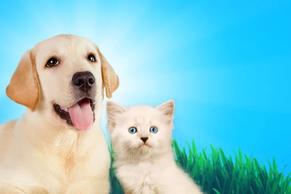 Cat and dog together, neva masquerade kitten, golden retriever looks at right on grass, spring concept. — Stock Photo, Image