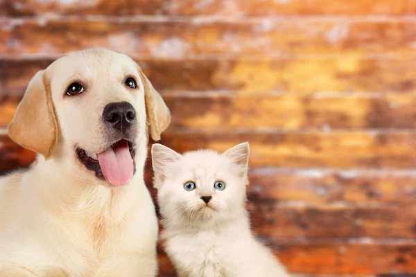 Cat and dog together, neva masquerade kitten, golden retriever looks at right on wooden blurry background with copy space