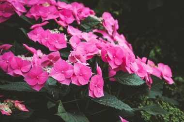 Pembe çiçek açan çiçekler güzel bush. Doku duvar kağıdı veya web afiş için. Çiçek açması ortanca yakın